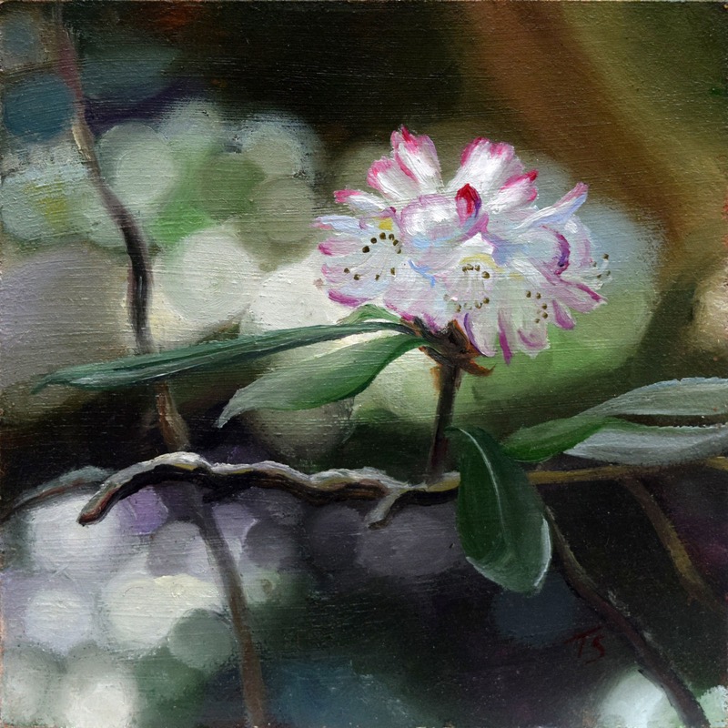 Magic — small square oil painting of a single pink-and-white rhododendron blossom glowing against a soft, dark, out-of-focus forest
