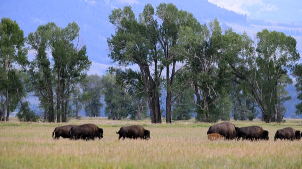 Reference photo — a bison herd with a red calf grazing in a golden meadow beneath tall cottonwoods and the blue Teton foothills