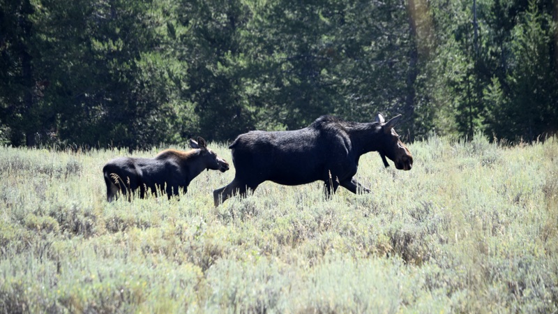 A dark brown mama moose and her calf moving through silvery sage-green brush at the edge of a deep-green evergreen forest