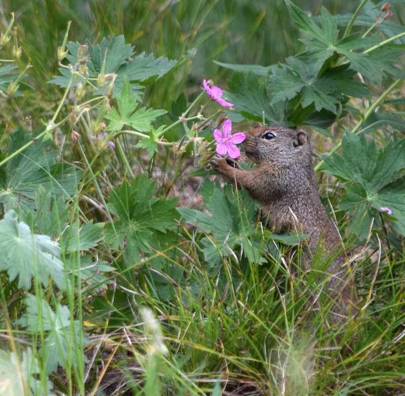 A small brown prairie dog standing in lush green summer growth, gently holding and smelling a bright pink wild geranium blossom