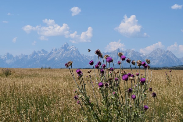 Reference photo — a stand of purple thistles with a butterfly, the jagged Teton range on the horizon under a blue sky